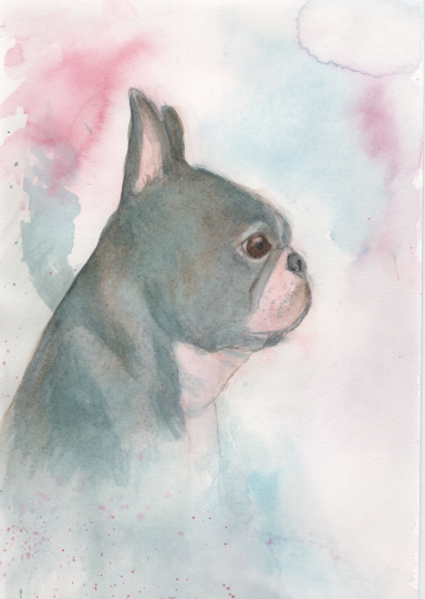 Boston Terrier Watercolour painting of a Boston Terrier dog. Pink and blue hues.